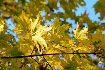 Yellow and orange leaves of maple in the sunny light on a background blue sky