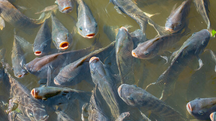 Many tilapia pop up to breathe on the surface because of lack of oxygen. Because of the weather. Dirty Oxygen Water in Water