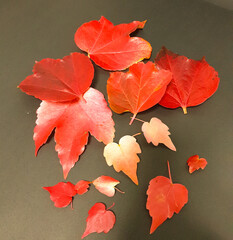 red maple leaves