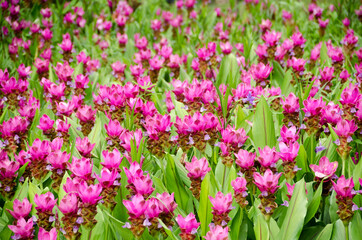 Curcuma sessilis flower in garden for natural background