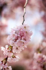 Cherry blossom 