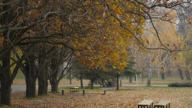 Autumn background - benches in the park in autumn under large yellow oak trees with fallen leaves.