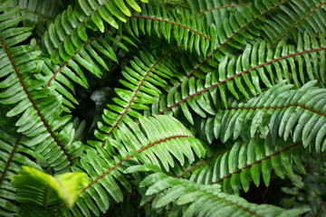 Green fern leaves close-up, natural texture and background.