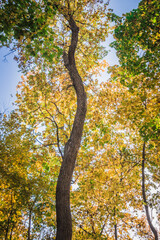 maple oak forest with yellow leaves in warm autumn