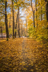 maple oak forest with yellow leaves in warm autumn