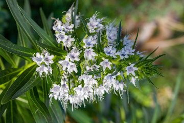 Light purple Flowers