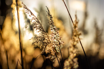 sunset in the grass