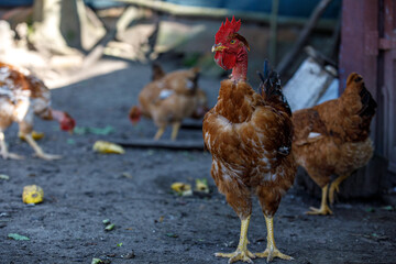 chicken or rooster's eye close-up, play of light, red scallop, domestic chickens