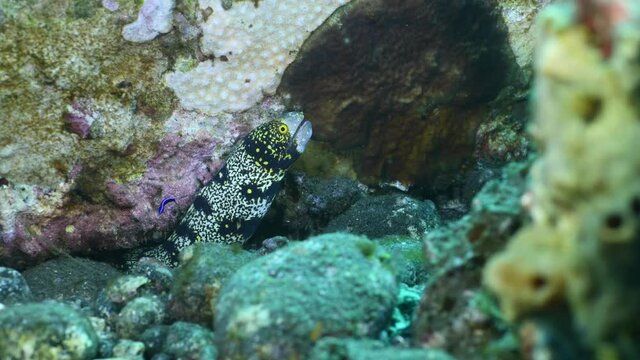 Snowflake Moray. Echidna nebulosa. The underwater world of Tulamben, Bali, Indonesia. 4k underwater video.	