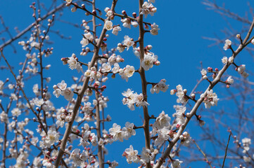 青空に向かって咲き出した白梅