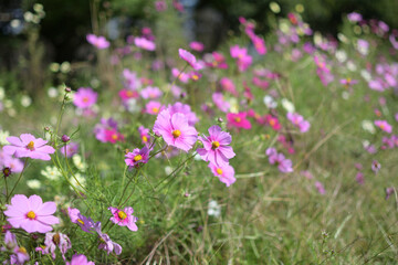 コスモス　秋の風景　庄内緑地