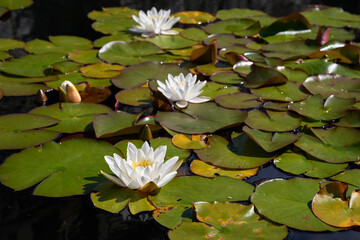 Water Lilies. White water lilies float on a pond.

