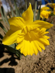 Yellow daffodil in the sunlight in early spring at the dacha