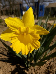 Yellow daffodil in the sunlight in early spring at the dacha