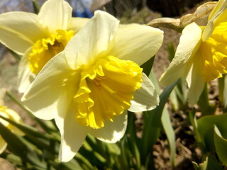 White daffodils in the sun in early spring at the dacha