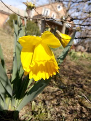 Yellow daffodil in the sunlight in early spring at the dacha