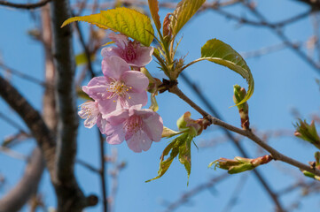暖かさに誘われて開花した頼朝桜