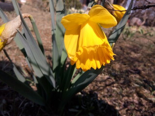 Yellow daffodil in the sunlight in early spring at the dacha
