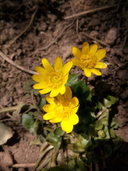 Yellow flowers in the sun in early spring in the country