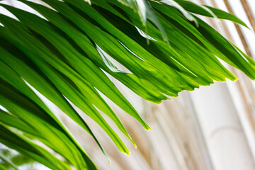 Palm leaves
