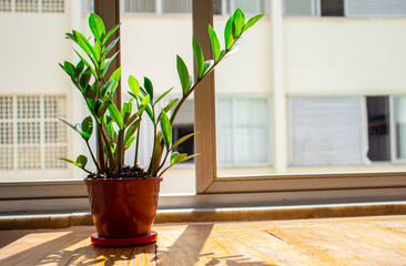 plant in the window