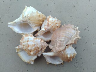 Sea Shells on the floor