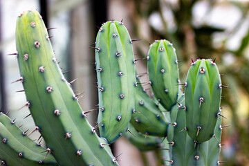 Cacti