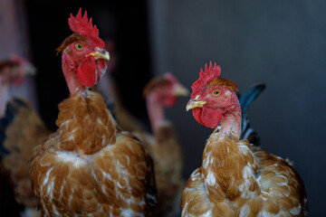 two chickens, roosters at home, red chickens with bare necks, chickens look in the eyes, chickens close-up