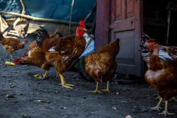 chicken or rooster's eye close-up, play of light, red scallop, domestic chickens