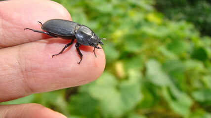 Beetle on the hand.
exotic veterinarian holding a dark beetle.
the jaws of a tiger beetle Stag beetle Lucanus cervus female.
wildlife veterinarian, vet.
insects, insect, bug, arthropods, invertebrates