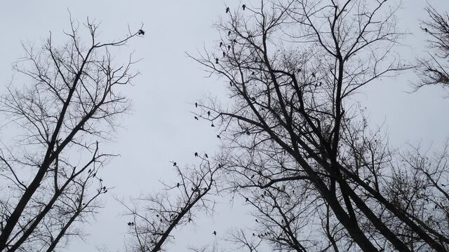 Gloomy silhouettes of trees with crows against a gray sky.