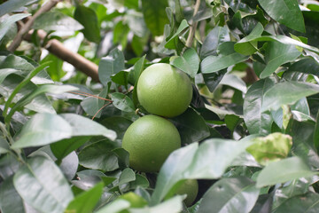 Grapefruit waiting for harvest