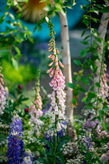 flowers in the garden