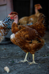 chicken or rooster's eye close-up, play of light, red scallop, domestic chickens