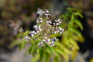 Lemon verbena