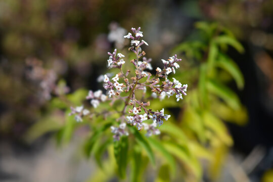 Lemon Verbena