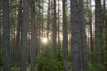 Fototapeta premium morning in the forest