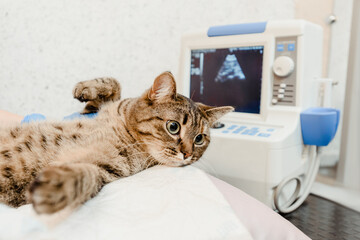 Cat lying on table during ultrasound examination in modern vet clinic