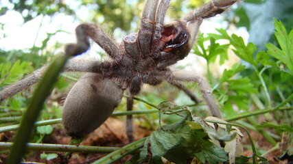 Tarantula.
Spider tarantula.
Close up female of spider tarantula in the wild nature.
Largest spider: giant huntsman spider.
Arthropods, invertebrates. predator. deadly fangs bite. wildlife, forest