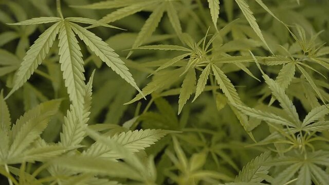 Cannabis green background