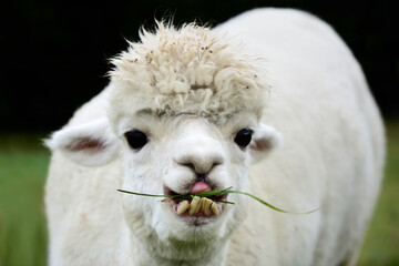 A white alpaca with crooked teeth and big eyes is chewing grass and looking at the camera