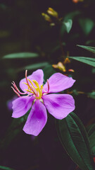 Fototapeta na wymiar purple lotus flower