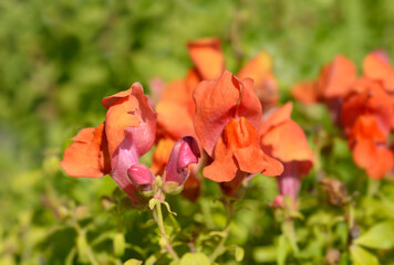 Snapdragon flowers