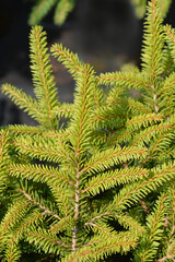 Little Gem Norway spruce