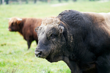 Fototapeta premium black and white cow