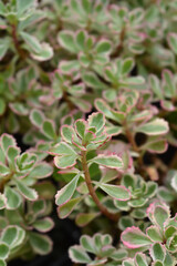 Obraz premium Stonecrop Tricolor