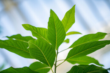 Tropical leaves