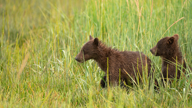 Young Grizzly Bear cubs running in the tall grass looking for thier Mother