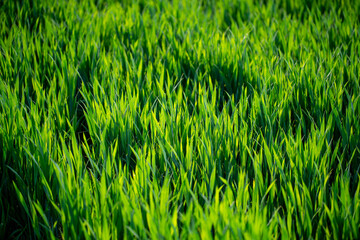 Grass