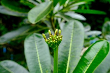 Plumeria flowers are about to start to bloom.